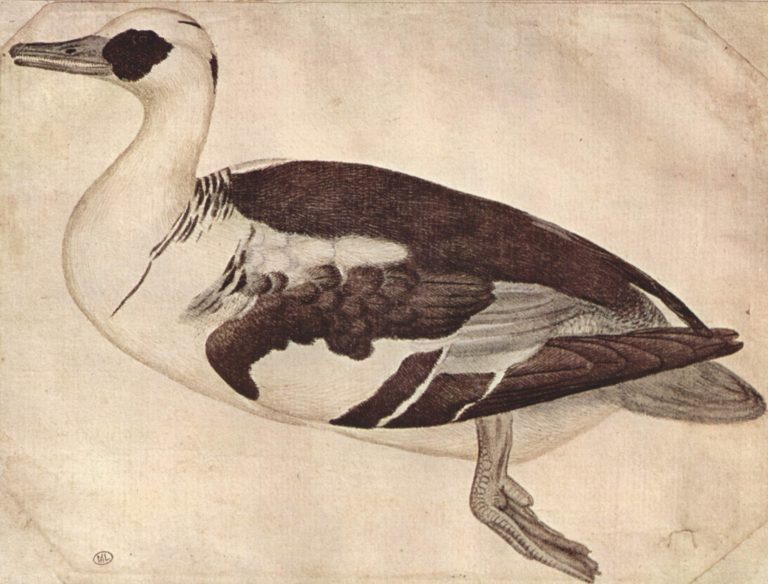 Image of Pisanello